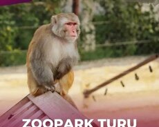 Zoopark turu