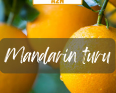 Lənkəran Astara mandarin turu