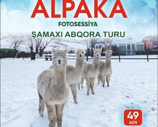 Alpaka - Şamaxi - Abqora Turu