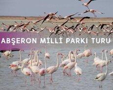 Abşeron milli parkı - Şahdili turu