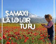 *laləli Şamaxı* turu