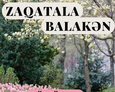 Möhtəşəm 3’lük turu. Balakən Zaqatala Qəbələ