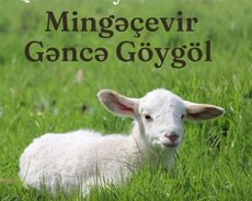Qurban bayramına özəl. Mingəçevir - Göygöl turu