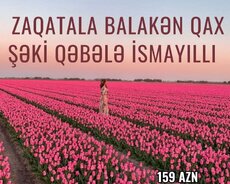 Qurban bayramına özəl Zaqatala Qax şəki turu