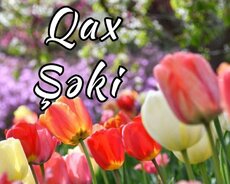 Sevilən bölgə Qax Şəki turu