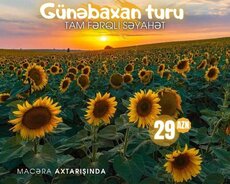 İsmayıllı Günəbaxan tarlası