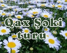 Ecazkar 1 günlük Qax Şəki turu