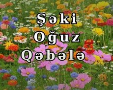 Şirniyyat evi Şəki Oğuz Qəbələ turu