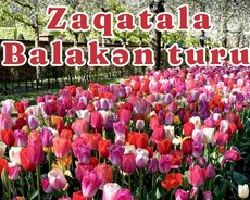 Balakən Meşəsi , Zaqatala Qala Turu