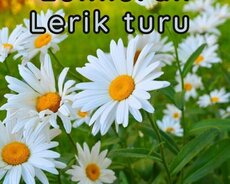 Lerik Təbəssüm , Xanbulan Lənkəran Turu