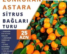 Lənkəran Astara Sitrus turu