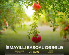 İsmayıllı Basqal Qəbələ Şəki Biogarden Turu