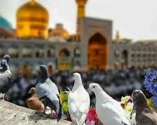 Məşhəd Kərbəla Ziyarəti Hər Ay