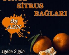 Lənkəran Astara Masallı Yardımlı