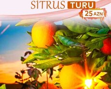 Lənkəran Astara turu Maraqli Mandalin turumuz