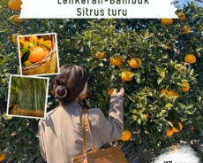 Mandarin turu Lənkəran Astara 1 günlük