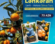 Lənkəran Lerik Astara sitrus bağları turu