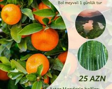 Lənkaran Bambuk Astara Mandarin Bağlari Turu