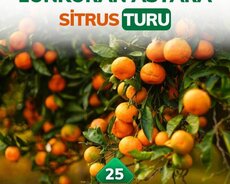 Əsrarəngiz Lənkəran Astara Sitrus turu