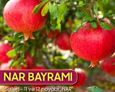 Möhtəşəm Göyçay nar festivalına siz də qoşulun