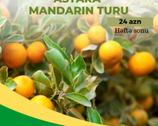 Mandarin bağları Astara turu