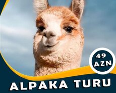Alpaka Turu