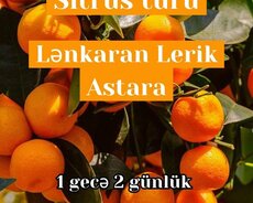 Lerik • Relax • Lənkəran • Astara Turu