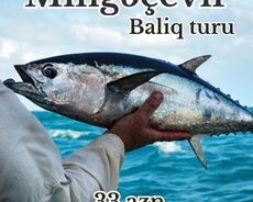Mingəçevir Baliq turu