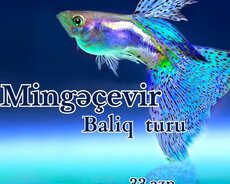 Mingəçevir Baliq turu