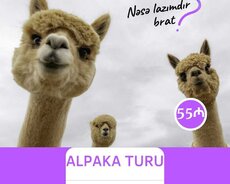 Şamaxı Alpaka Turu