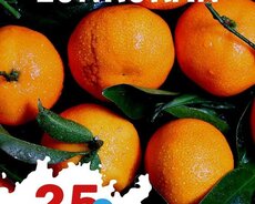 Lənkəran Astara Sitrus bağı turu