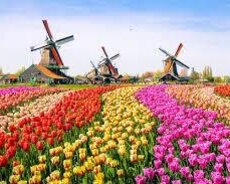 Novruz bayram Hollandiya Amsterdam qrup turu