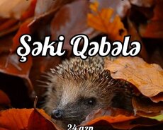 Şəki Qəbələ turu Piti Yeməyə Gedirik