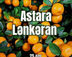 Lənkəran Astara Sitrus Turu
