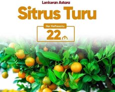 Lənkəran Astara Sitrus Turu
