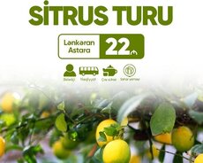 Габала Исмаиллинский тур