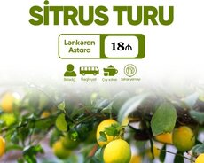 Габала Исмаиллинский тур