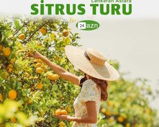 Lənkəran Astara Sitrus turu