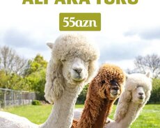 Şamaxı Alpaka turu