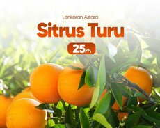 Sitrus turu Lənkəran Astara