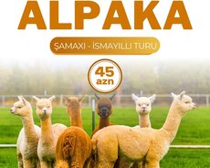 Şamaxı Alpaka turu