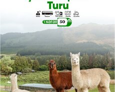 1 günlük Alpaka Lahıc turu