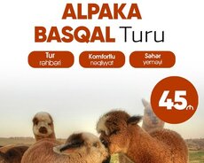 Şamaxı Alpaka İsmayıllı Basqal turu