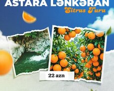 Lənkəran Astara sitrus turu
