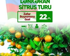 Lənkəran Astara sitrus turu