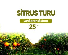 Lənkəran Astara sitrus turu