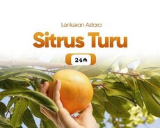 Lənkəran Astara sitrus turu