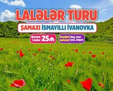 Şamaxı İsmayıllı lalələr turu