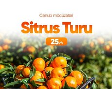 Lənkəran Astara sitrus turu