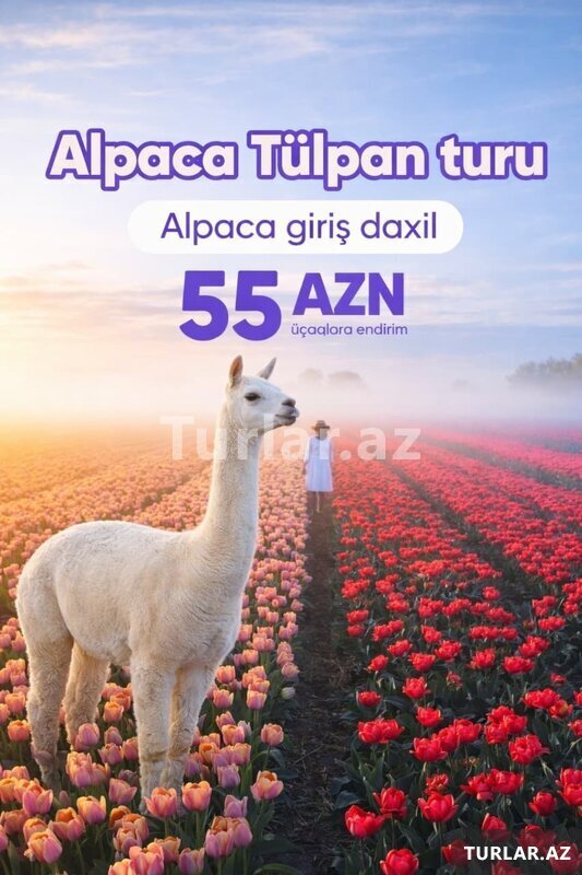 Şamaxı Alpaca Qəbələ Tülpan turu Şamaxı Alpaca Qəbələ Tülpan turu